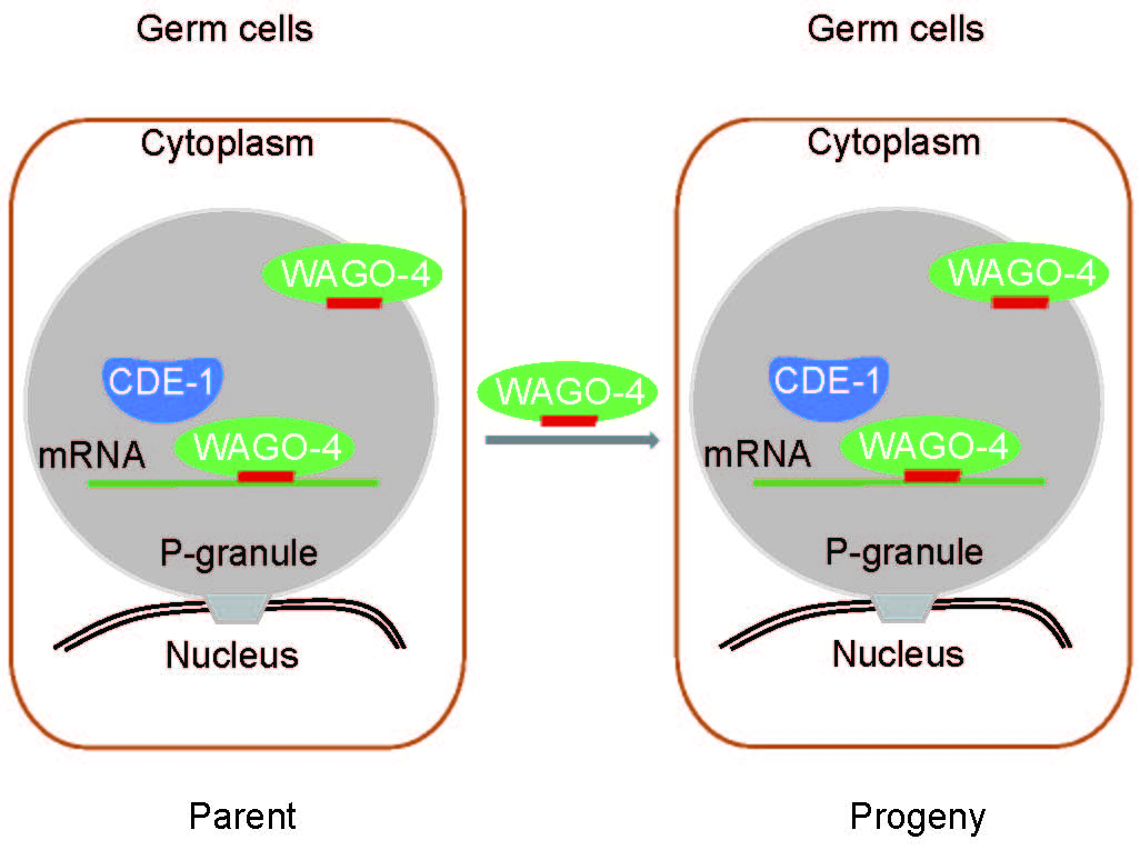 RNAi inheritance