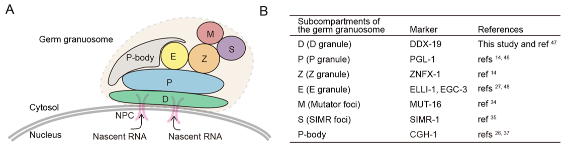 germgranule