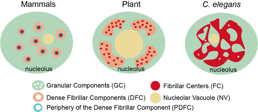 nucleolus structure