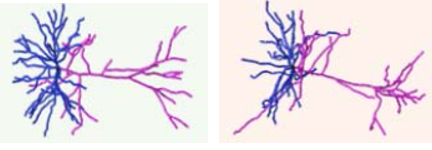 NeuroMorphGNN