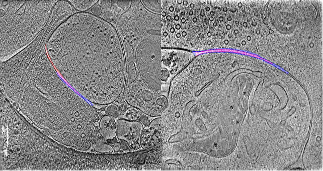 SynpticCleft