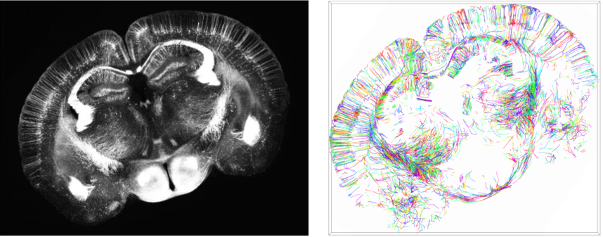 NeuronRecon