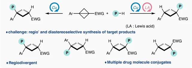 TOC graphic: Regiodivergent hydrophosphination of Bicyclo[1.1.0]-Butanes under catalyst control